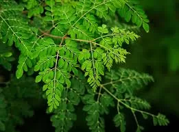 Moringa: The Nutritional Star of Holiday Recipes