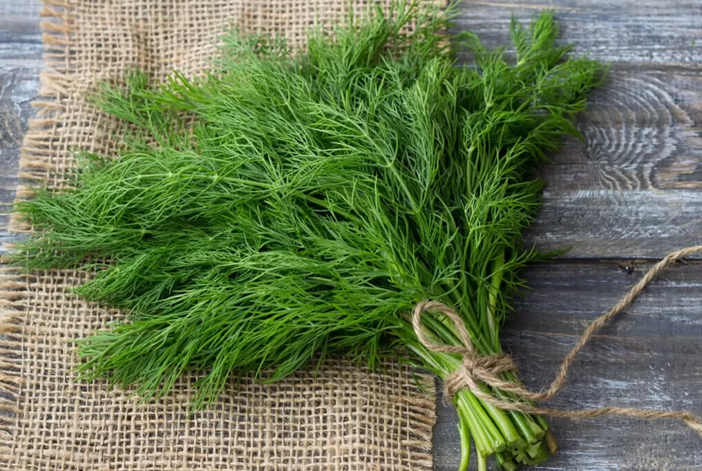 Dill: History, Benefits and Recipes