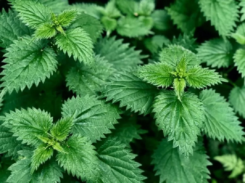Stinging Nettle:  History,Nutritional Profile and Uses