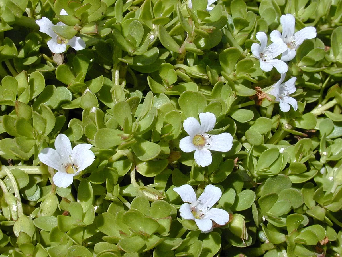 Bacopa Monnieri: Why Bacopa Works and how to choose Bacopa