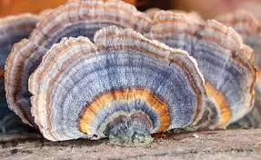 Turkey Tail Mushroom: History, Benefits and Application