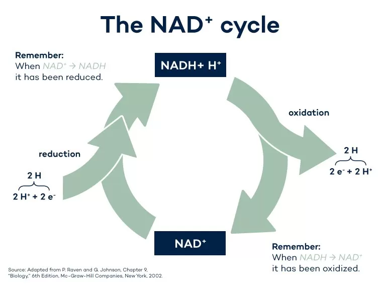 NAD+: Promising 'Miracle' Supplement or Overhyped Trend?