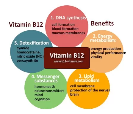 The Essential Role of Vitamin B12 in Health and Supplementation