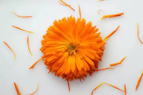 Understanding Marigold Extract: A Comprehensive Overview