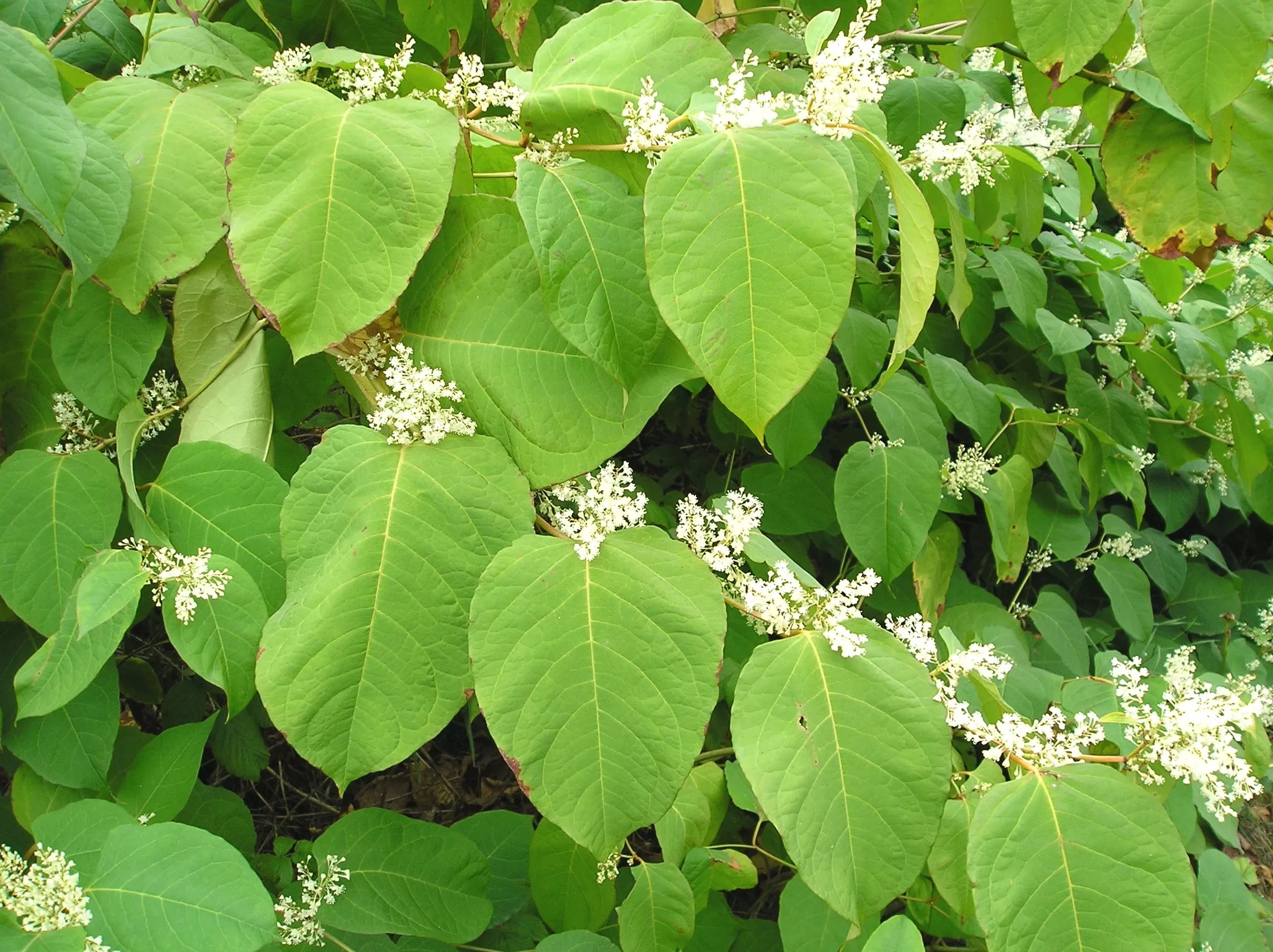 Is Resveratrol Anti-Aging?