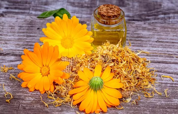 Marigold: A Journey Through Its Botany, Significance, and Us