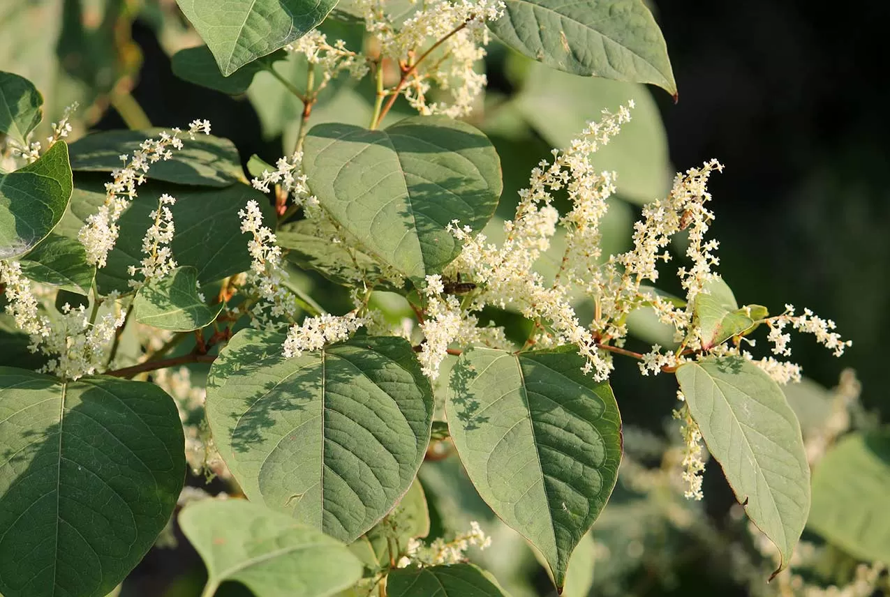 Best Use of Resveratrol: An In-Depth Guide to Timing and Ben