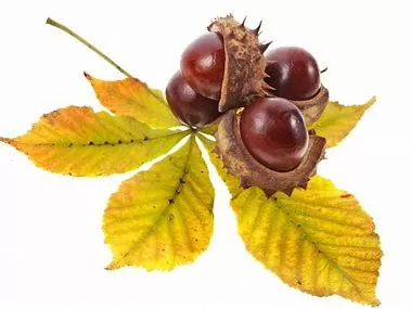 What Not to Take with Horse Chestnut Extract?