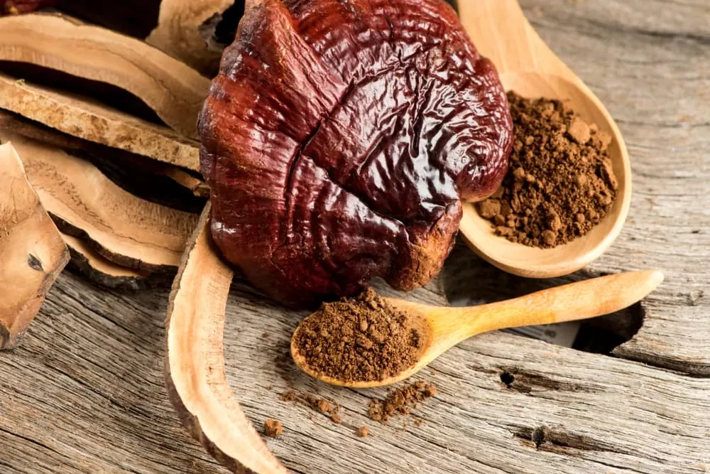 What Are the Benefits of Mushroom Extract? 