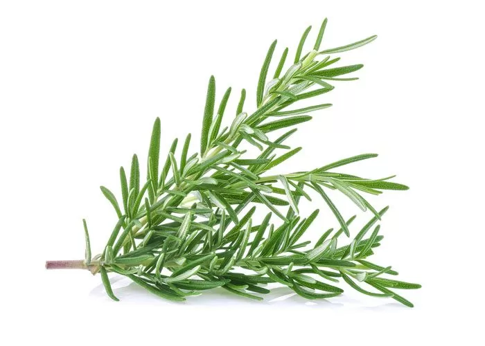 Ancient Herb Rosemary Emerges as Natural Protector Against Alzheimer’s