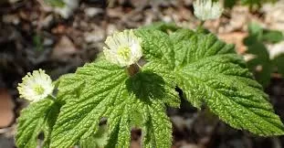 Goldenseal: A Historic Herbal Remedy at Risk