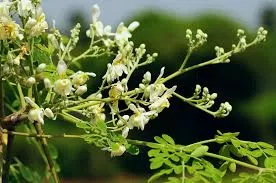 Moringa Oleifera: The Miracle Tree Empowering Health, Skinca