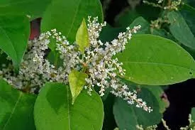 Who Should Avoid Resveratrol: A Guide to Safe Consumption