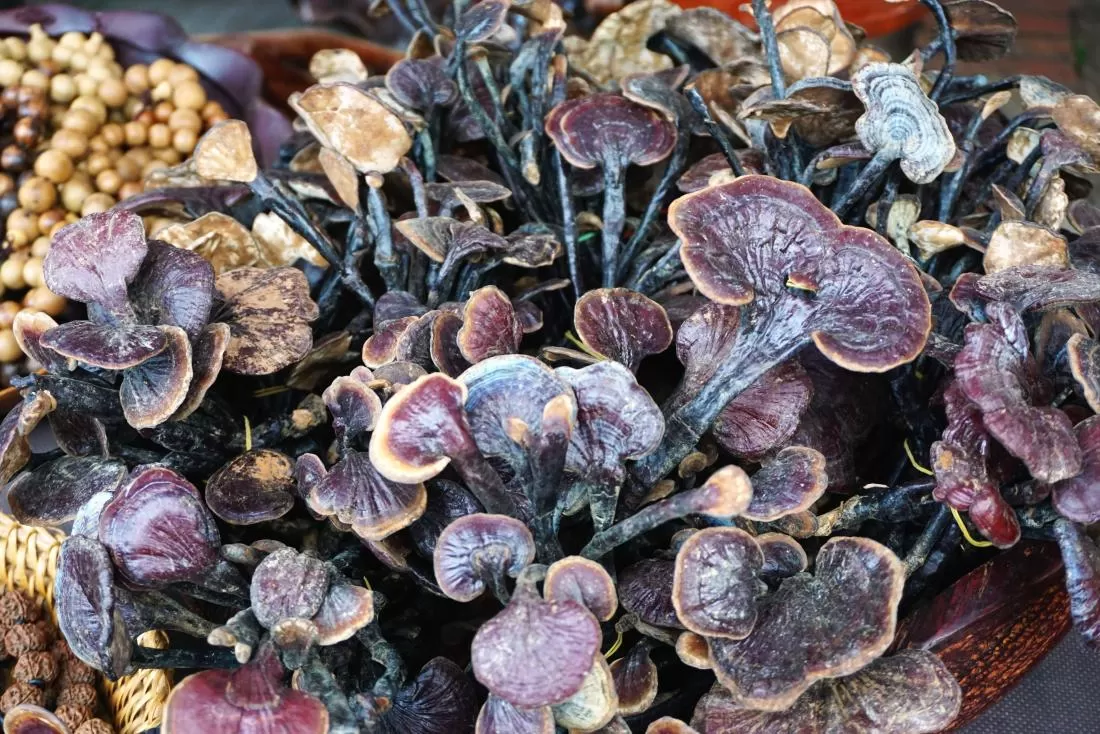 what does reishi mushroom extract do