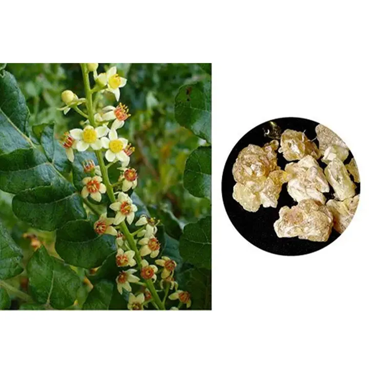 Boswellia Serrata Extract