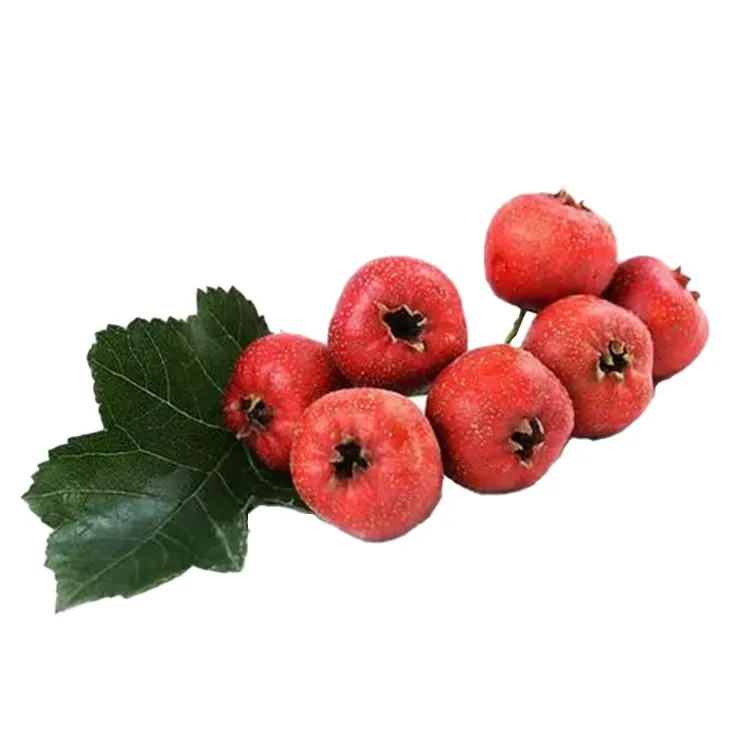 Hawthorn powder