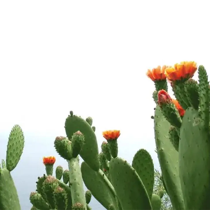 Cactus Extract