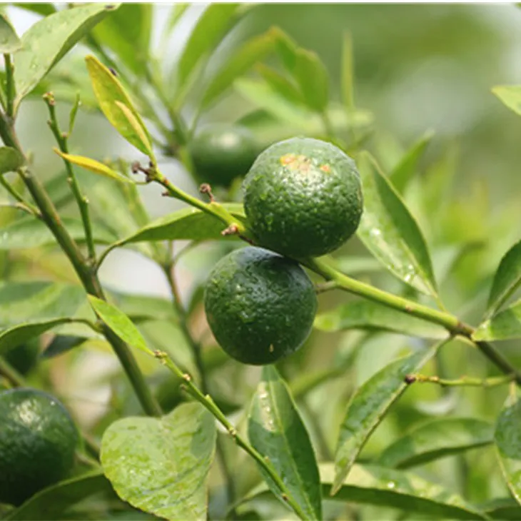 Citrus Aurantium Extract