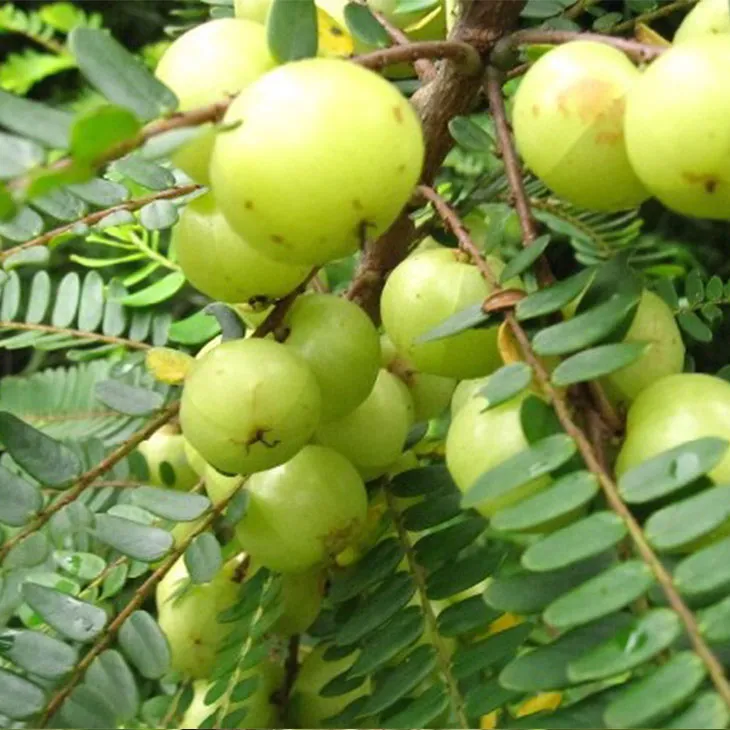 Phyllanthus Emblica Extract