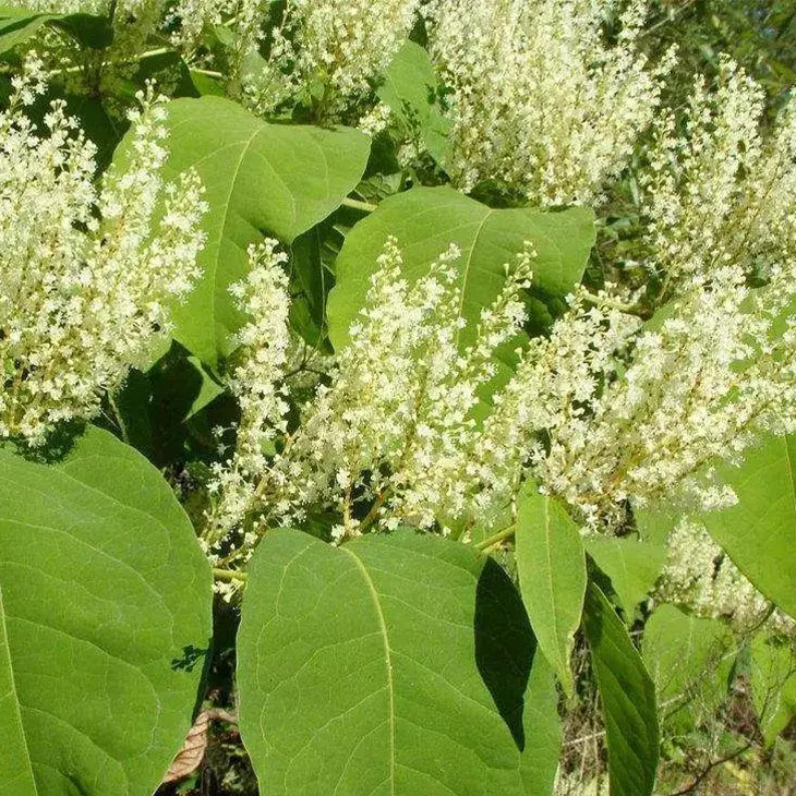 Resveratrol extract