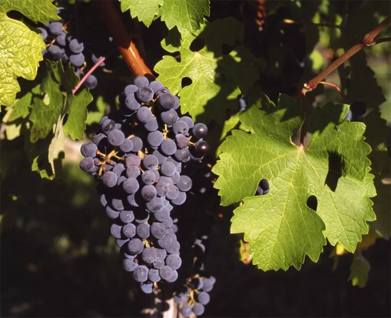 Who Cannot Take Grape Seed Extract?