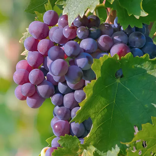 Is Grape Seed Extract Good for Your Liver? 