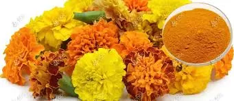 Is Marigold Extract Good for Your Eyes?