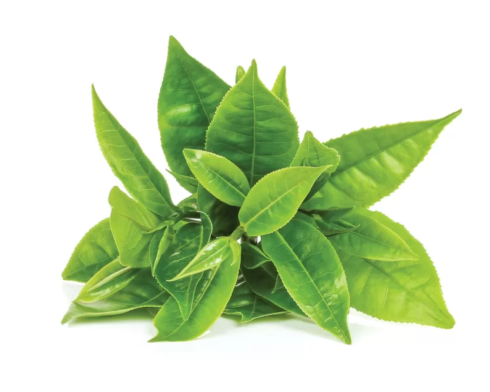 What Are the Main Techniques of Plant Extraction?  