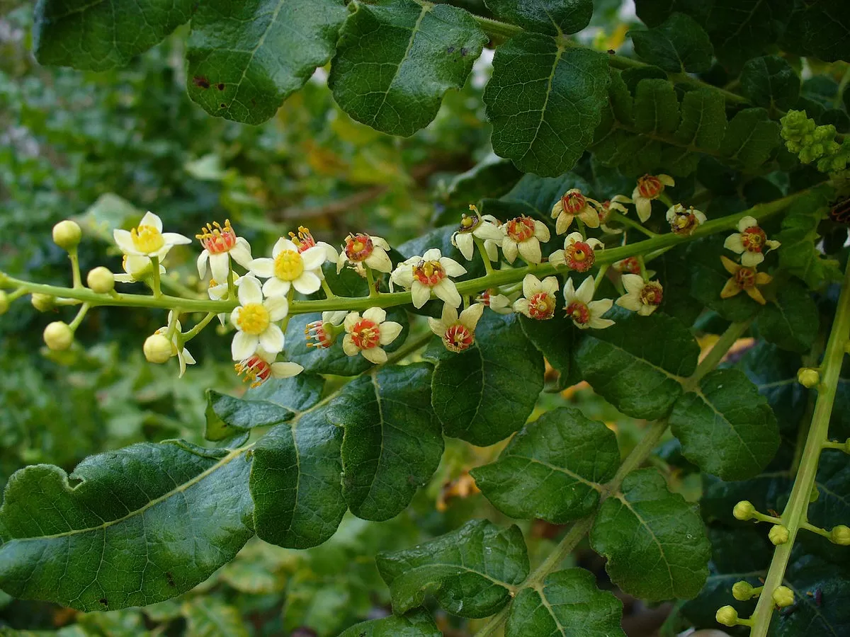 What Is Boswellia Serrata Extract Used For?
