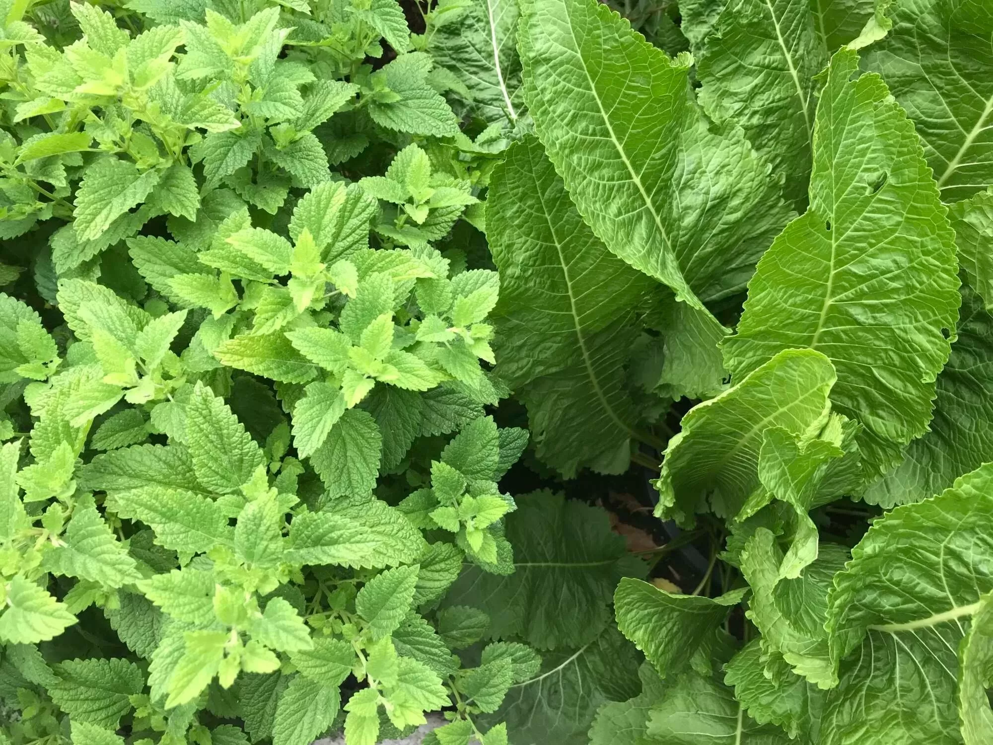 Medicinal Plants Offering Hope for Child Health in South Africa