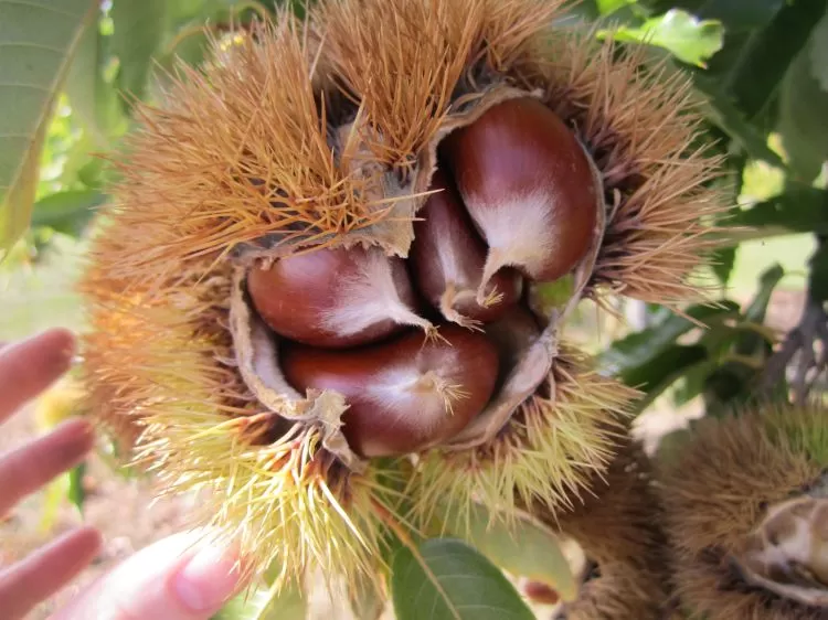 Is Horse Chestnut Safe for the Liver?