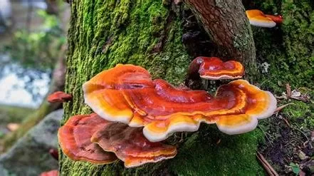 When Should I Take Reishi Extract? Timing for Optimal Benefits  
