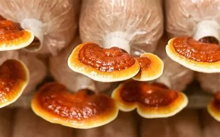What is Reishi Mushroom Extract Used For?