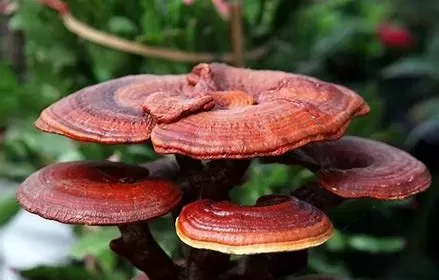 Does Reishi Mushroom Extract Help You Sleep? 