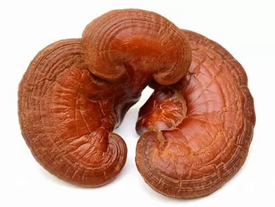 Daily Use of Reishi: Safety and Benefits