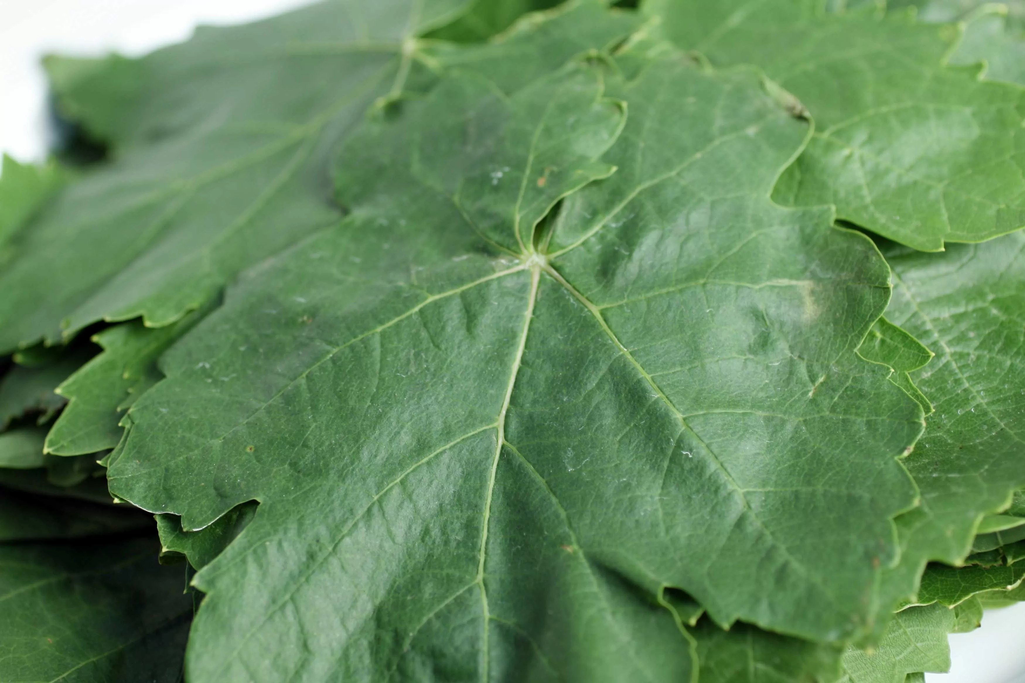 Benefits of Grape Leaf Extract: An Ancient Remedy with Moder