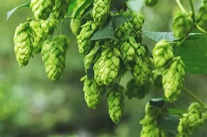Is Hops Extract Good for Hair? Exploring the Benefits and Applications