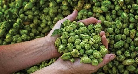 The Multifaceted Uses of Hops Extract: An In-Depth Exploration