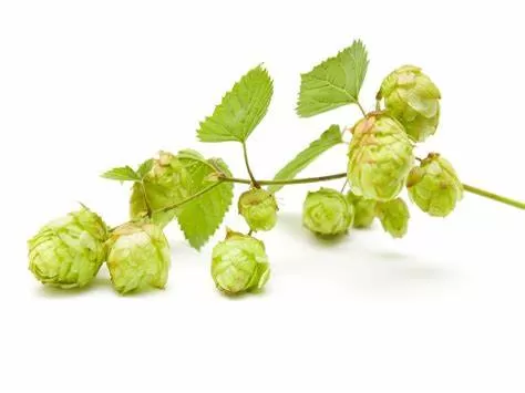 Hops: Identifying Who Should Exercise Caution in Consumption