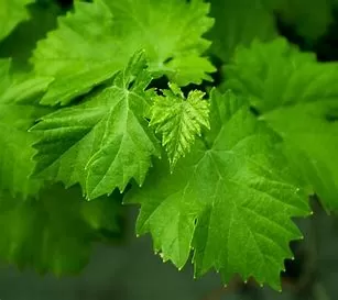 Grape Leaves: Culinary, Medicinal, and Craft Uses