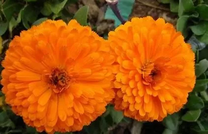 Are marigolds safe for human consumption?