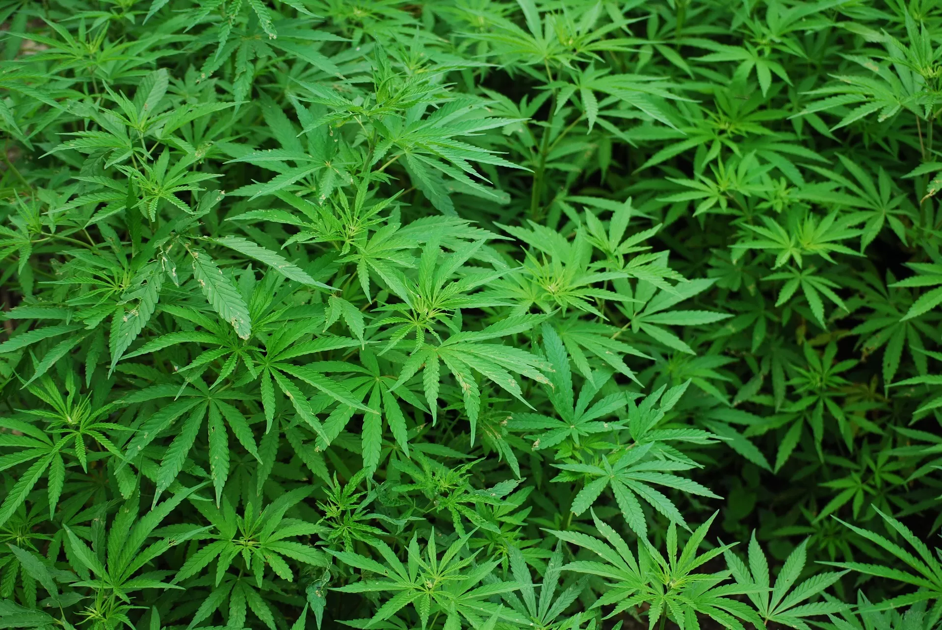 Heavy Cannabis Use Linked to Memory Deficits and Brain Function Changes  