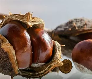 How Long Can You Take Horse Chestnut Safely? A Comprehensive
