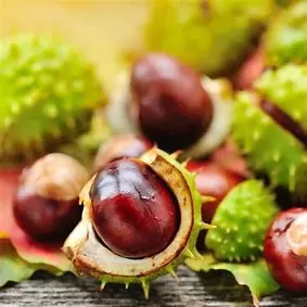 The Health Benefits of Horse Chestnut for Men: An In-depth Exploration