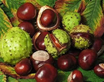 The Side Effects of Chestnuts: What You Need to Know