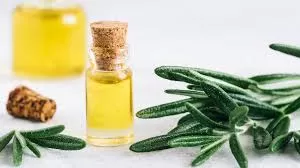 Rosemary Oil: The Science Behind Its Potential Benefits for Hair Growth  