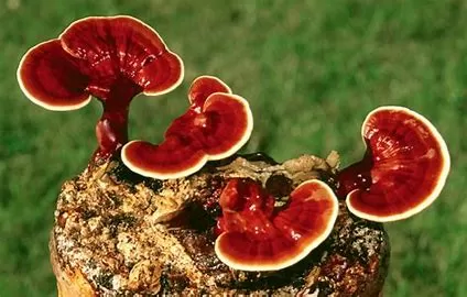 Downsides of Reishi: A Comprehensive Analysis