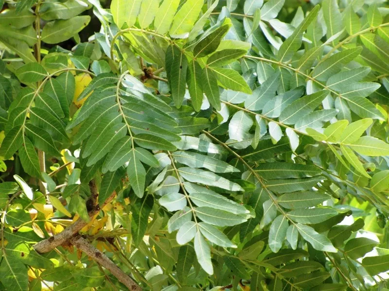 Can I Take Green Tea Extract on an Empty Stomach?