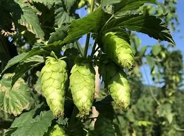 Does hops boost testosterone?