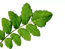 Side Effects of Green Tea Extract: What You Need to Know